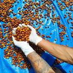 Bajawa Fermentation series