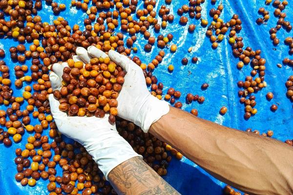 Bajawa Fermentation series