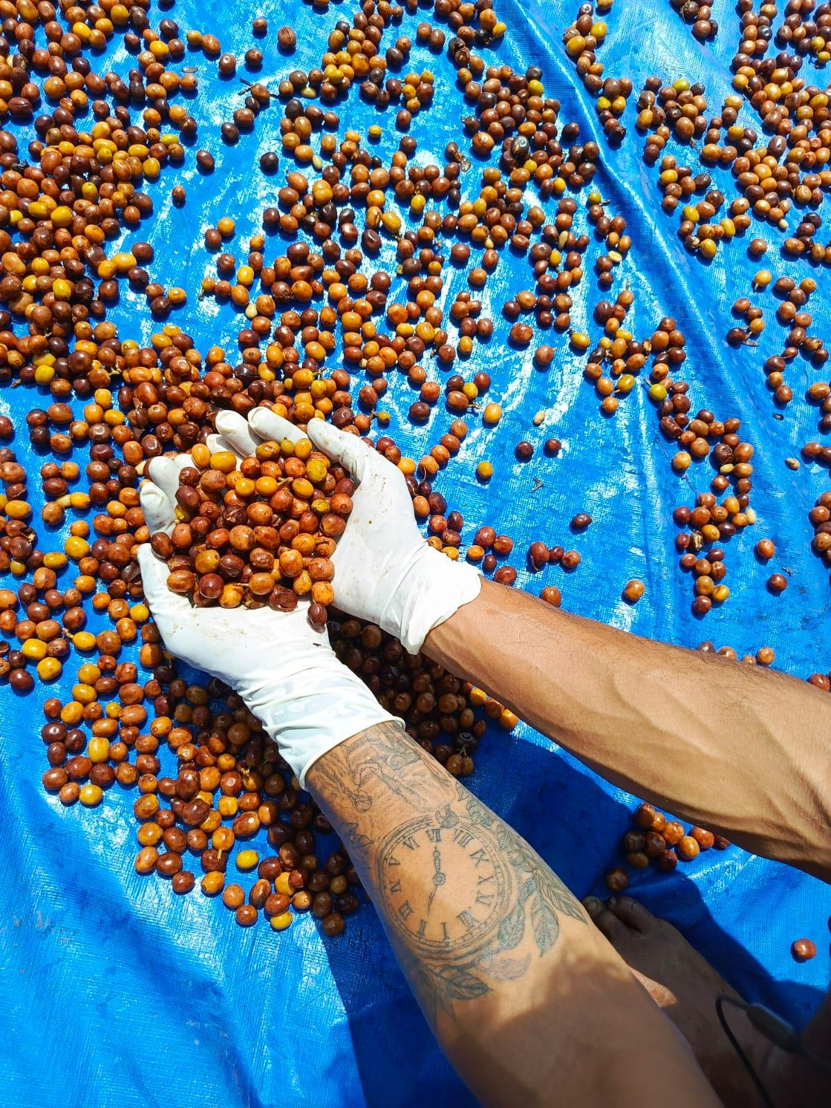 Bajawa Fermentation series