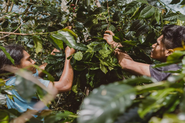 The Hidden Costs of Cheap Coffee: Why European Roasters Should Invest in Indonesian Specialty Grade
