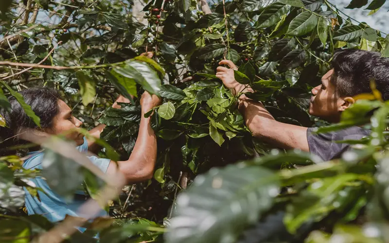 The Hidden Costs of Cheap Coffee: Why European Roasters Should Invest in Indonesian Specialty Grade